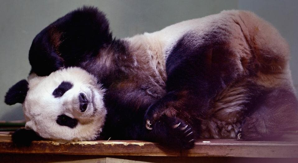 China Berduka Atas Kematian Seekor Panda Raksasa Di Bonbin Thailand