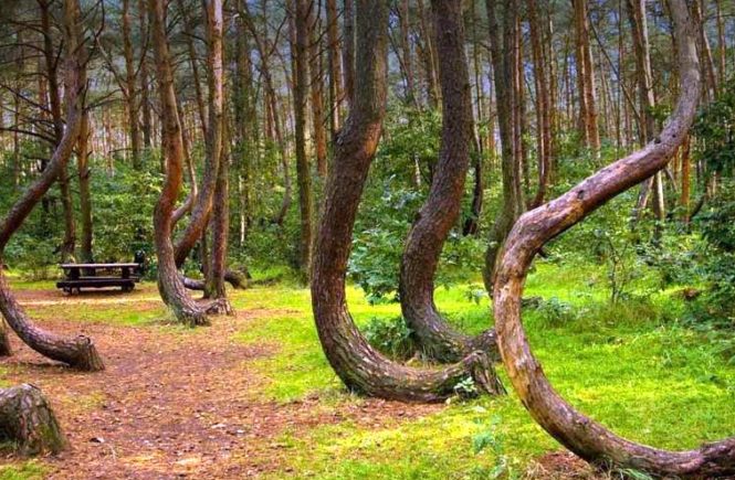 Puing Sebuah Objek Militer Misterius Yang Ditemukan Di Area Hutan Polandia