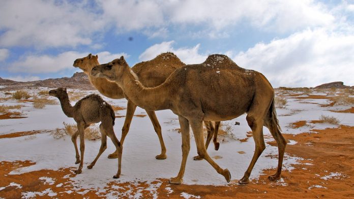 Terjadinya Fenomena Turun Salju Di Arab Saudi Yang Menjadi Tanda Kiamat Semakin Dekat