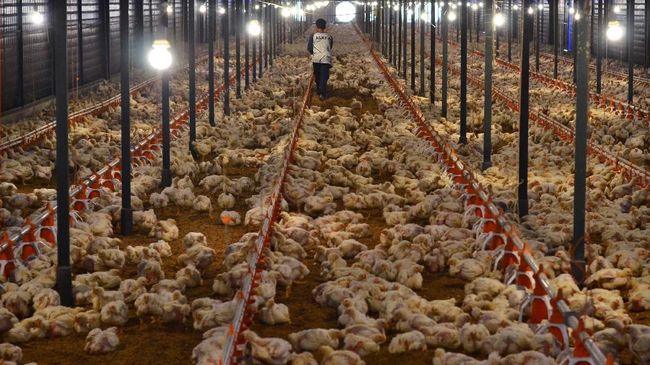 Ribuan Ayam Mati Di Dalam Kandang