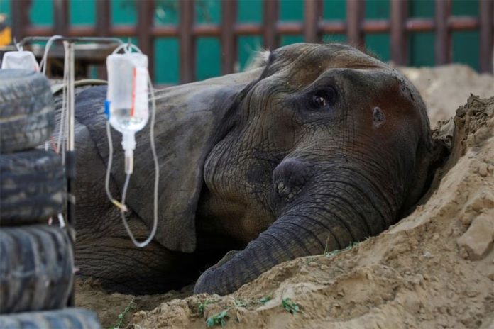 Ilustrasi Seekor Gajah Yang sedang Sekarat Di Kebun Binatang Pakistan