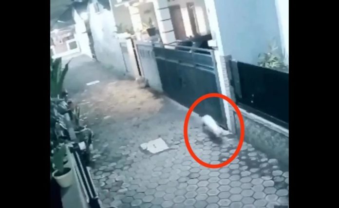 Penampakan Seekor Babi Ngepet Berkeliaran Di Kawasan Tangsel Yang Terekam CCTV