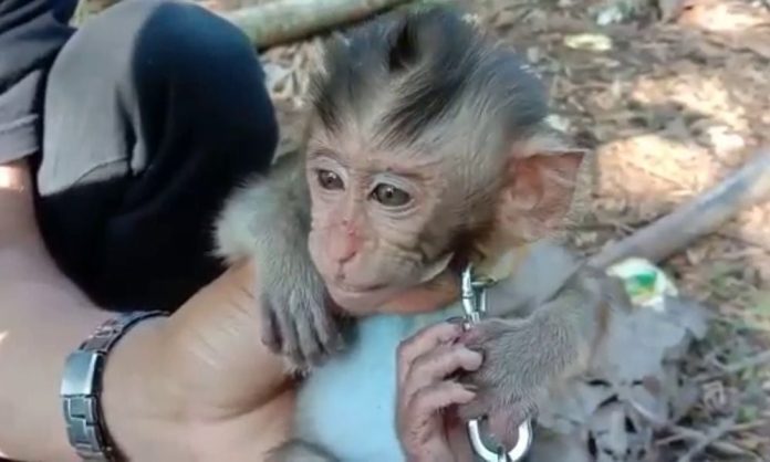 Seekor Bayi Monyet Yang Disiksa Pria Hingga Mati