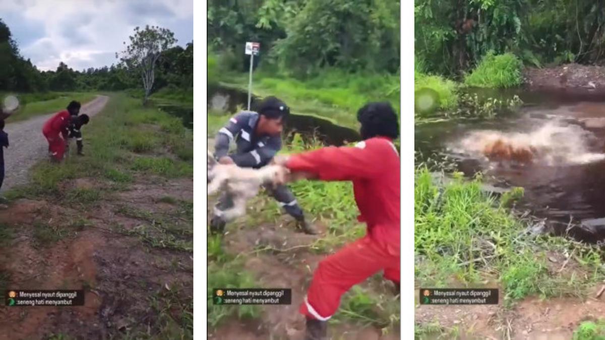 Heboh 3 Pria Lempar Anjing Hidup Untuk Jadi Santapan Buaya Di Nunukan