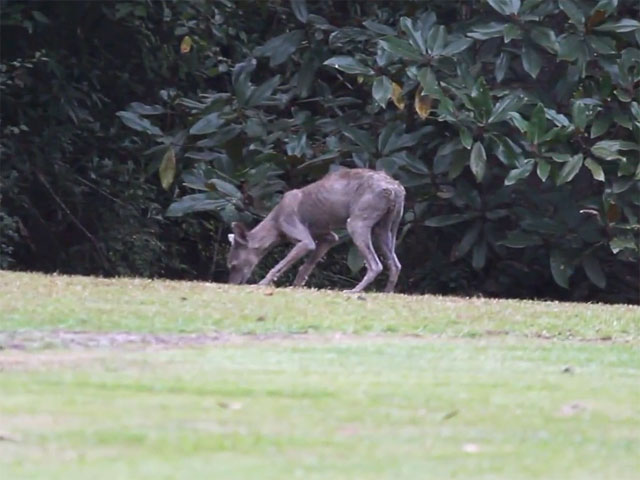 Penampakan Chupacabra Yang Muncul Di Pemukiman Warga Bolovia