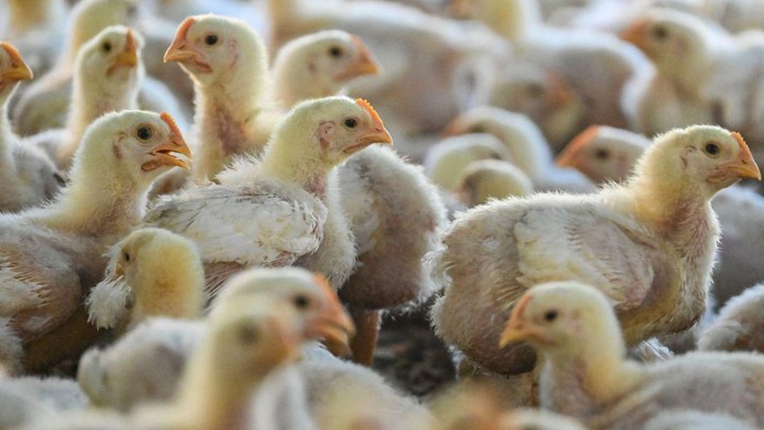 WHO Laporkan Kematian Pertama Akibat Subtipe Baru Flu Burung pada Manusia