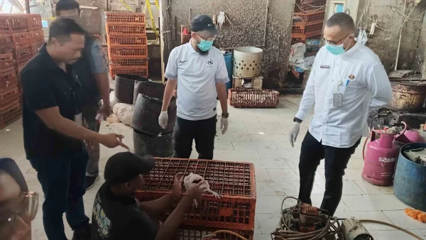 Polisi Ungkap Praktik Ayam Gelonggongan di Kebayoran Lama, Soyib Ditangkap