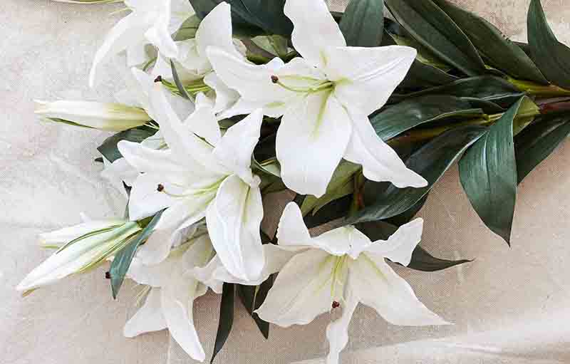 Makna Bunga Lily: Simbol Keindahan dan Kehidupan Baru